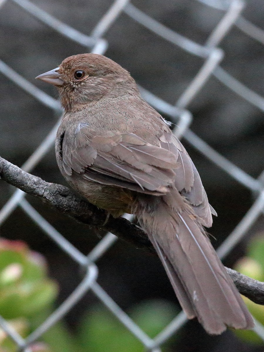 California Towhee - Jeffrey Fenwick