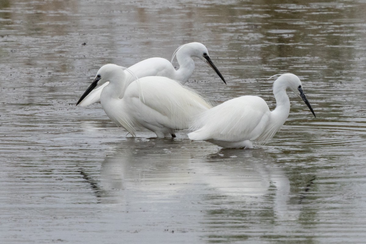 Little Egret - Jon White