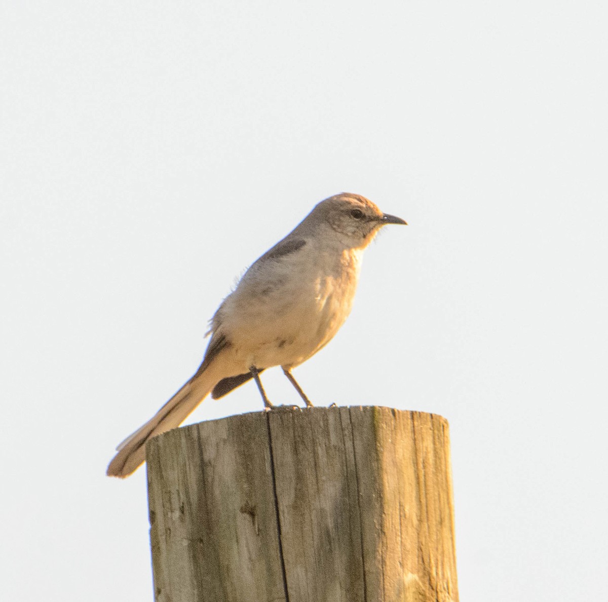 Northern Mockingbird - Mike Birmingham