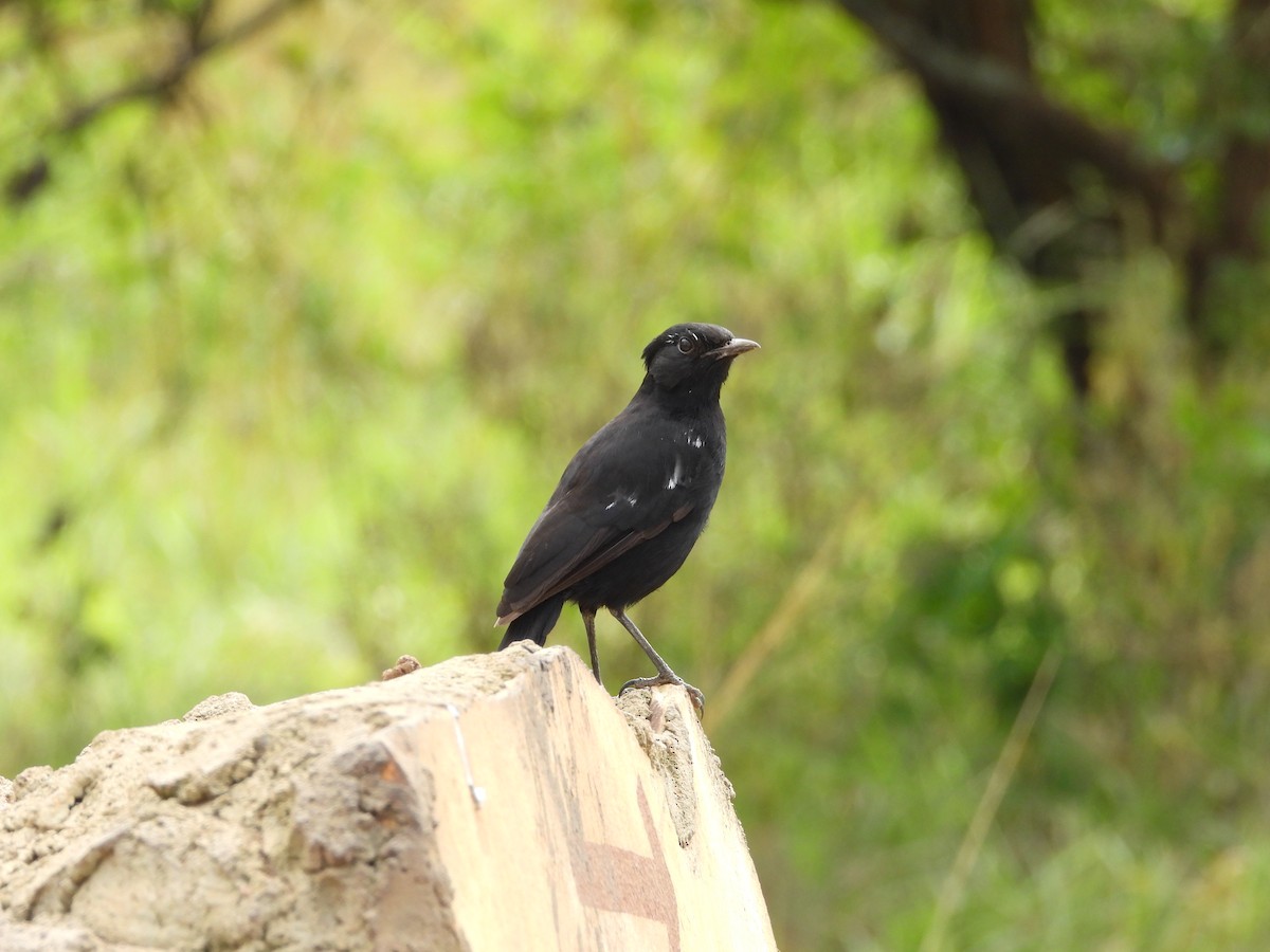 Sooty Chat - Jonathan Onongo