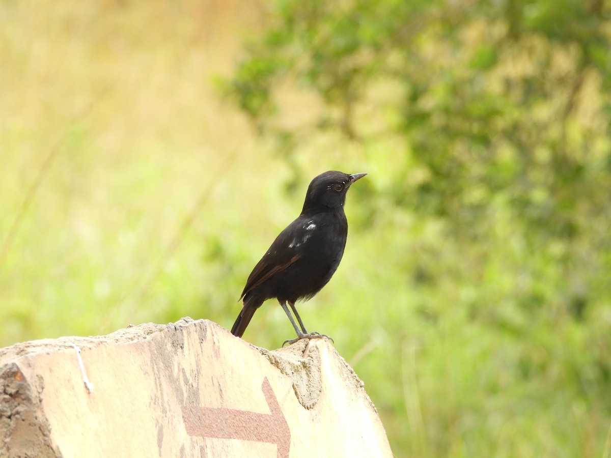 Sooty Chat - Jonathan Onongo