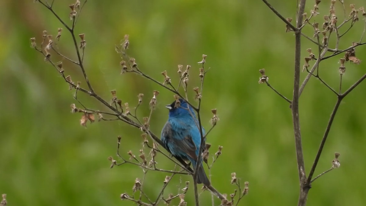 Indigo Bunting - Monica Rose