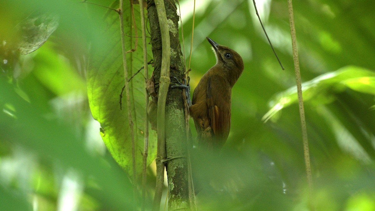 Plain-brown Woodcreeper - Miguel Aguilar @birdnomad