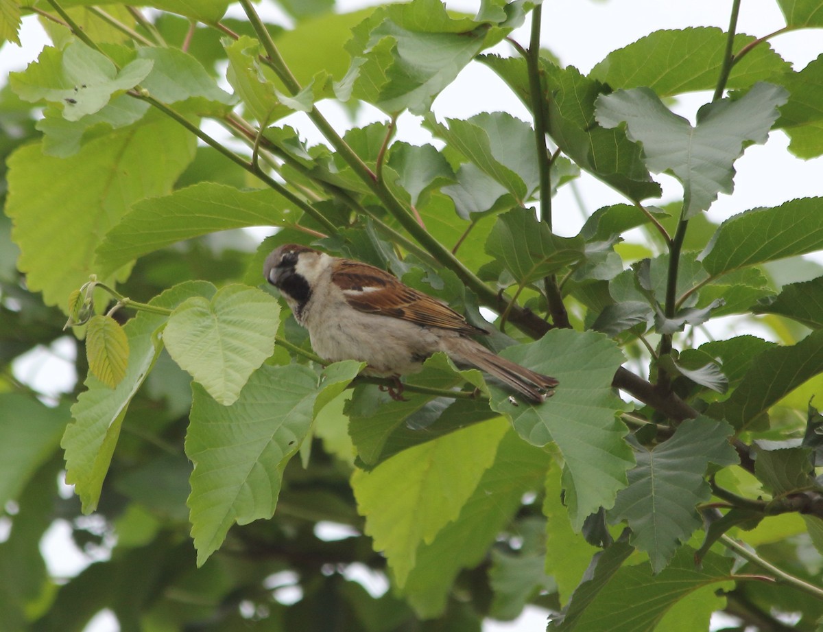 House Sparrow - Elaheh Afsaneh