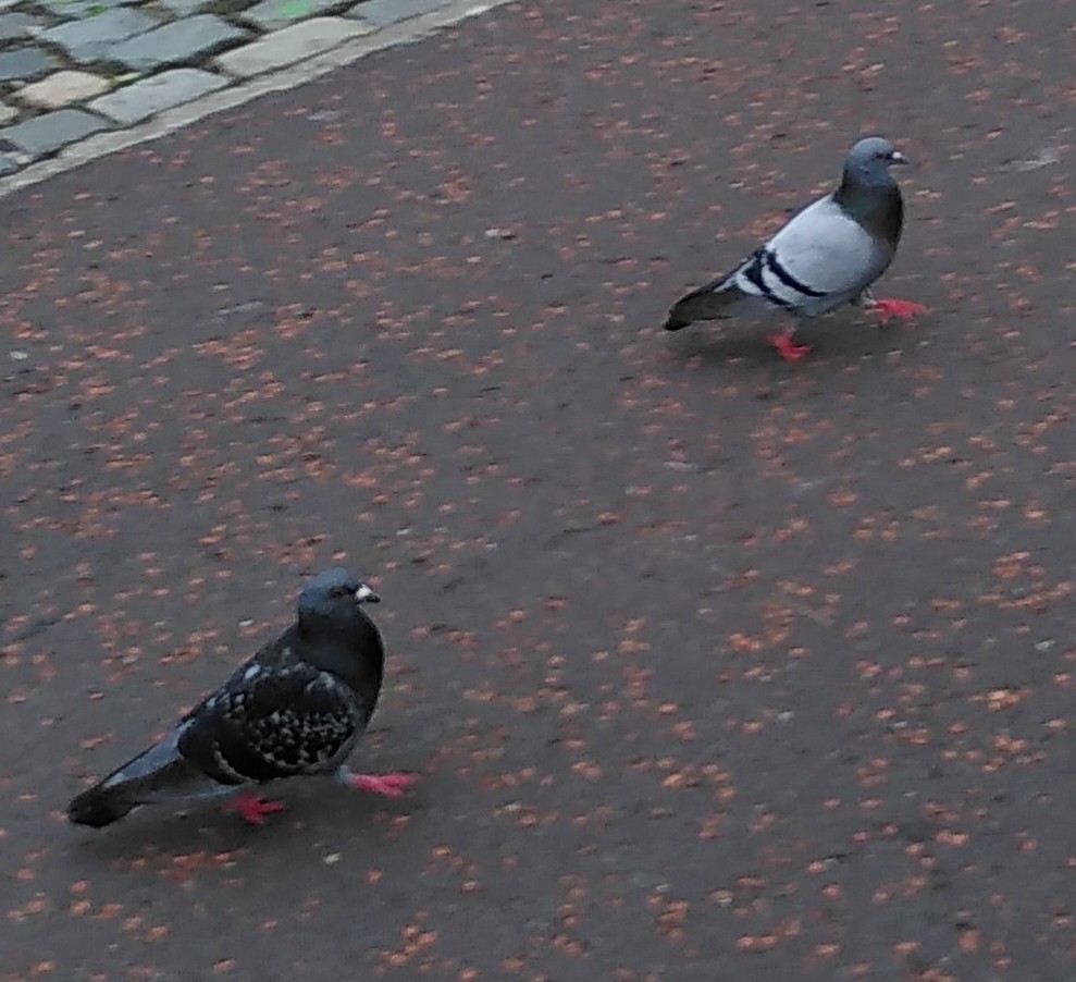 Rock Pigeon (Feral Pigeon) - Mel O'Hagan