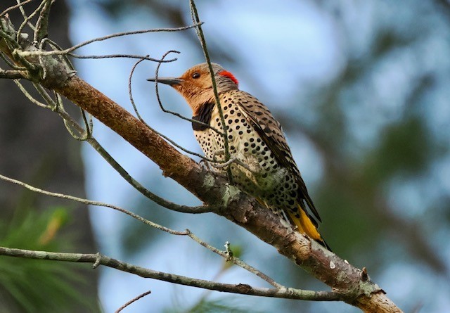 Northern Flicker - ML619499814