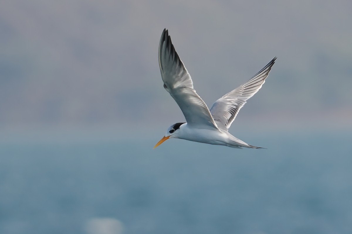 Lesser Crested Tern - Thomas Johnson