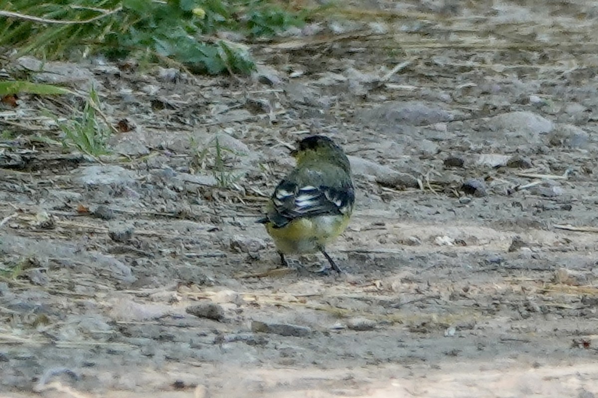 Lesser Goldfinch - Sara Griffith