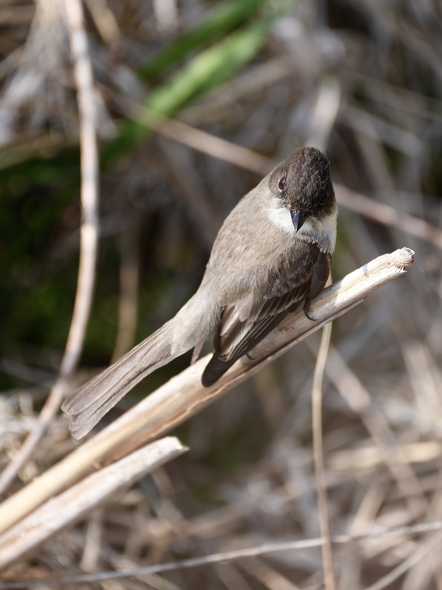 Eastern Phoebe - Chris Wills