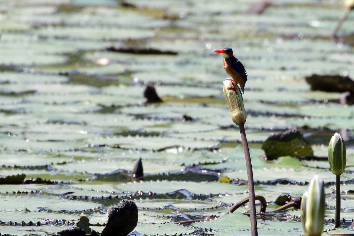 Malachite Kingfisher - ML619499843