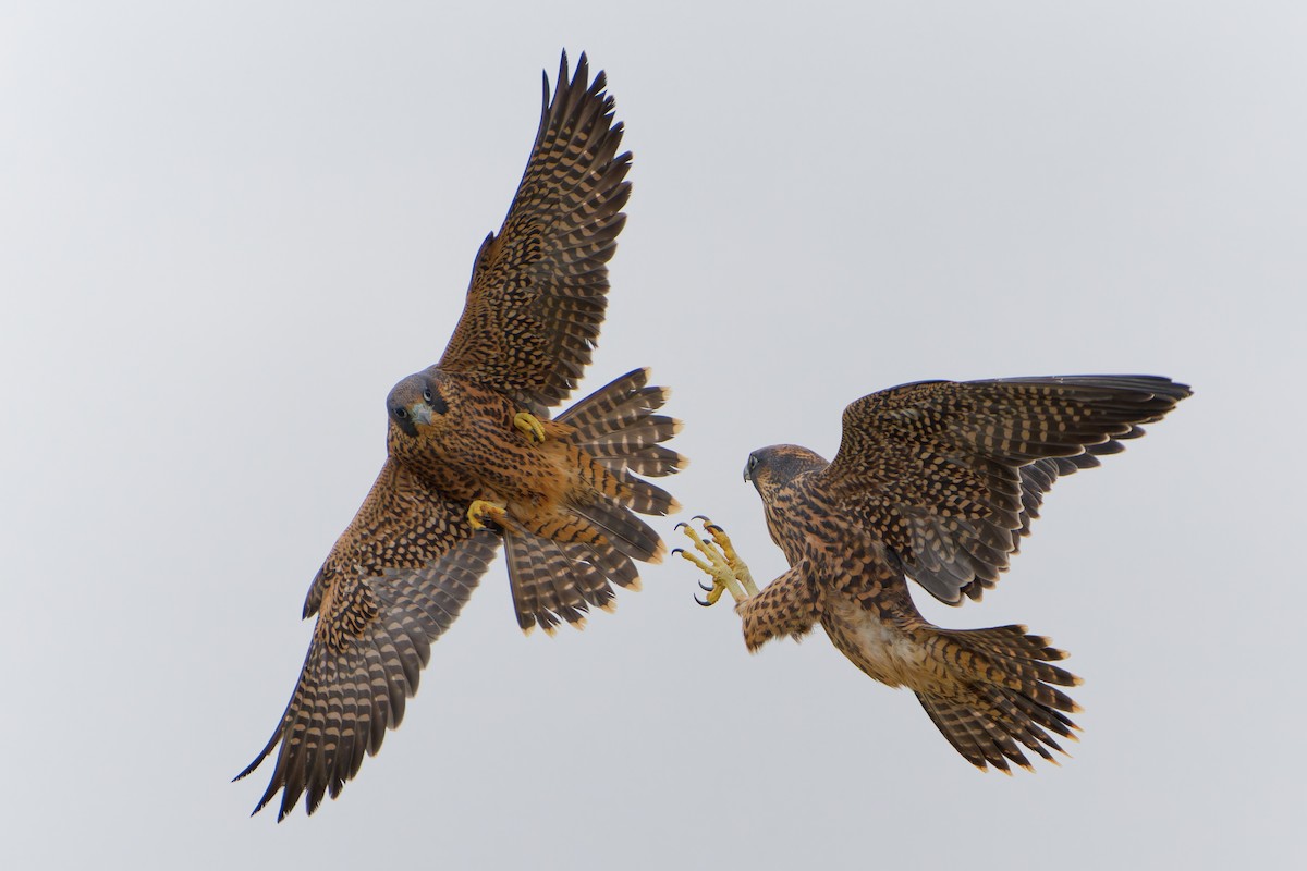 Peregrine Falcon - Jonathan Casanova