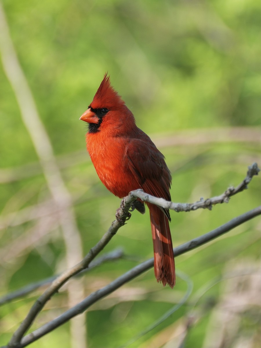 Northern Cardinal - Chris Wills