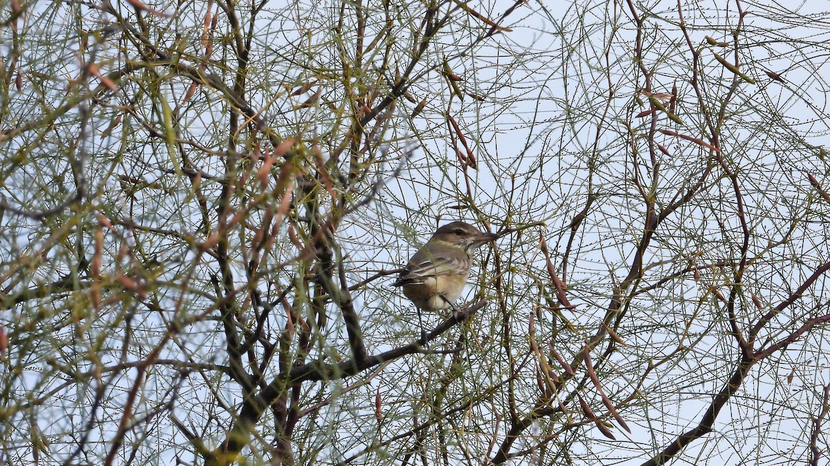 Gray-bellied Shrike-Tyrant - Hugo Valderrey