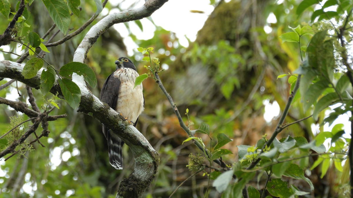 Double-toothed Kite - Miguel Aguilar @birdnomad