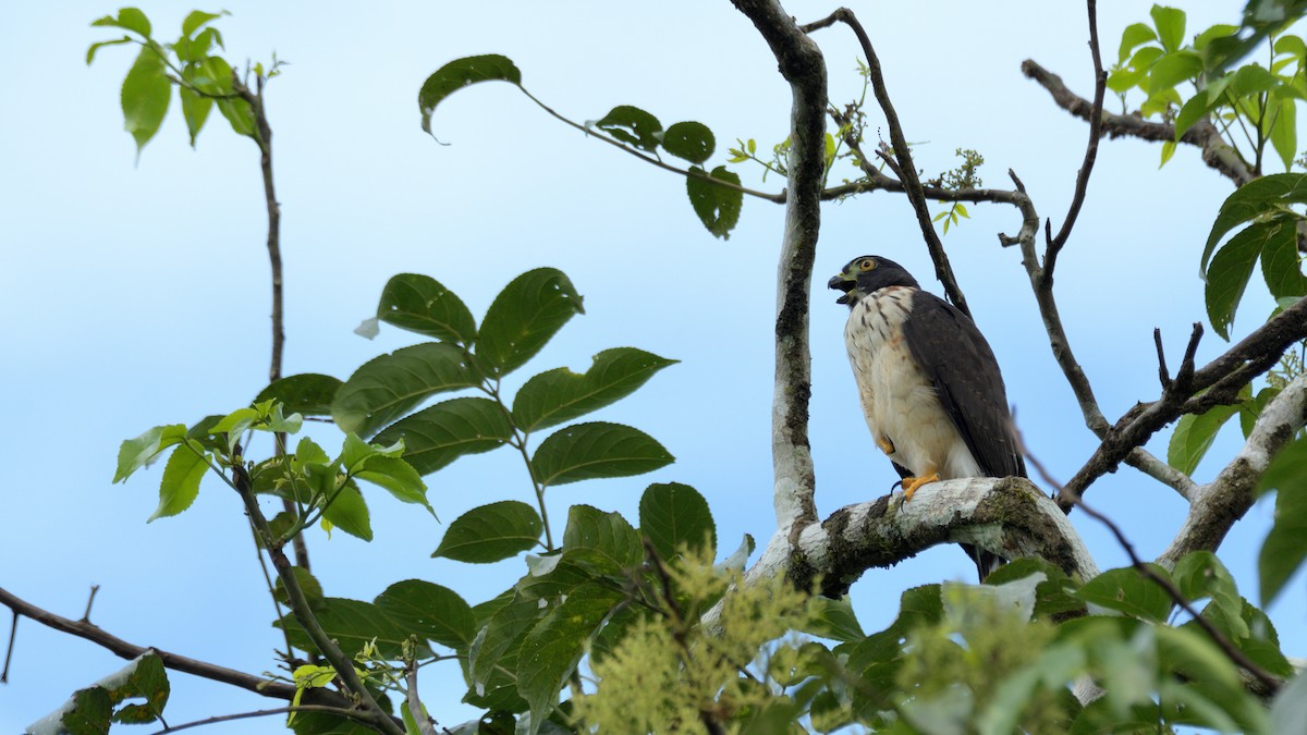 Double-toothed Kite - ML619499872