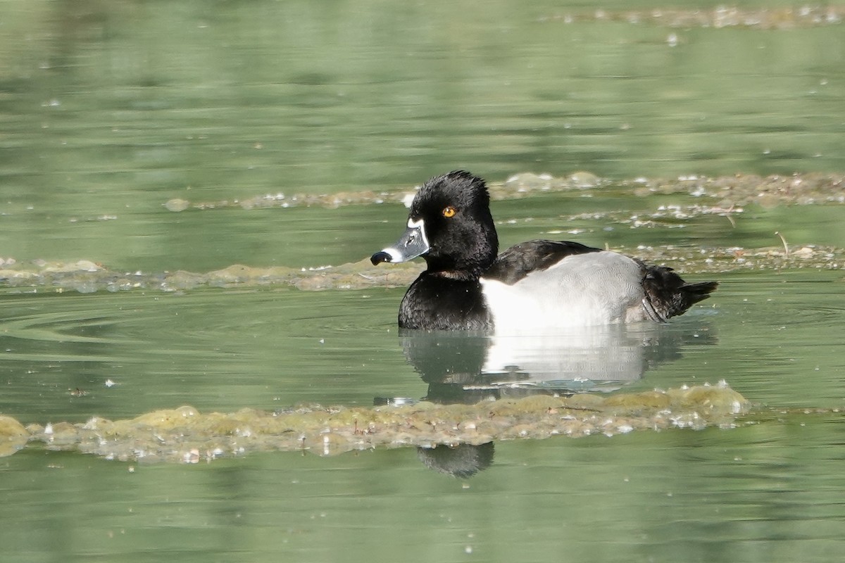 Ring-necked Duck - Sara Griffith