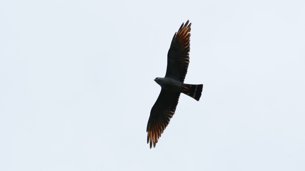 Plumbeous Kite - Miguel Aguilar @birdnomad