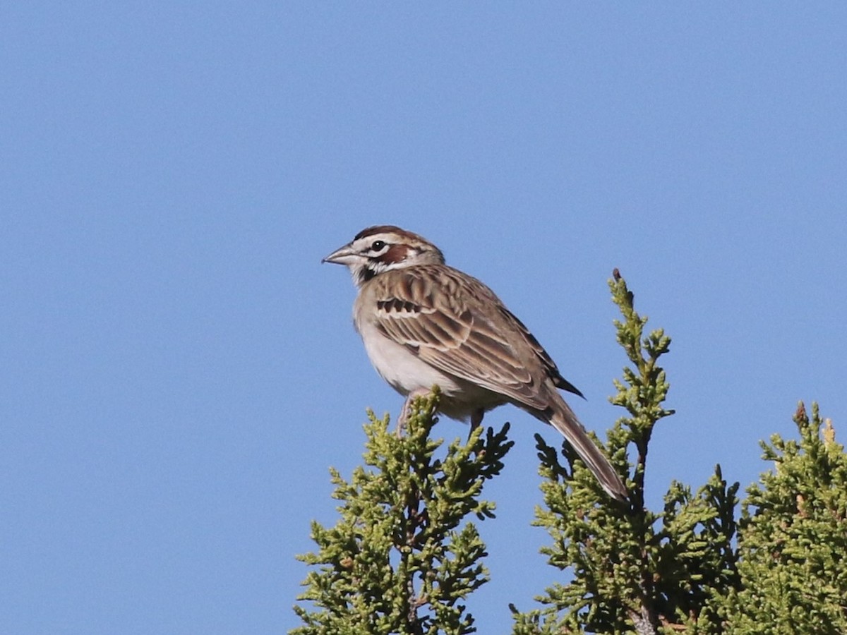 Lark Sparrow - ML619499884