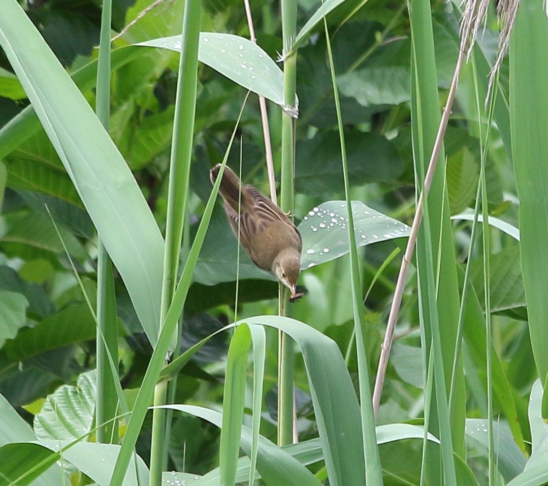 Common Reed Warbler - Elaheh Afsaneh