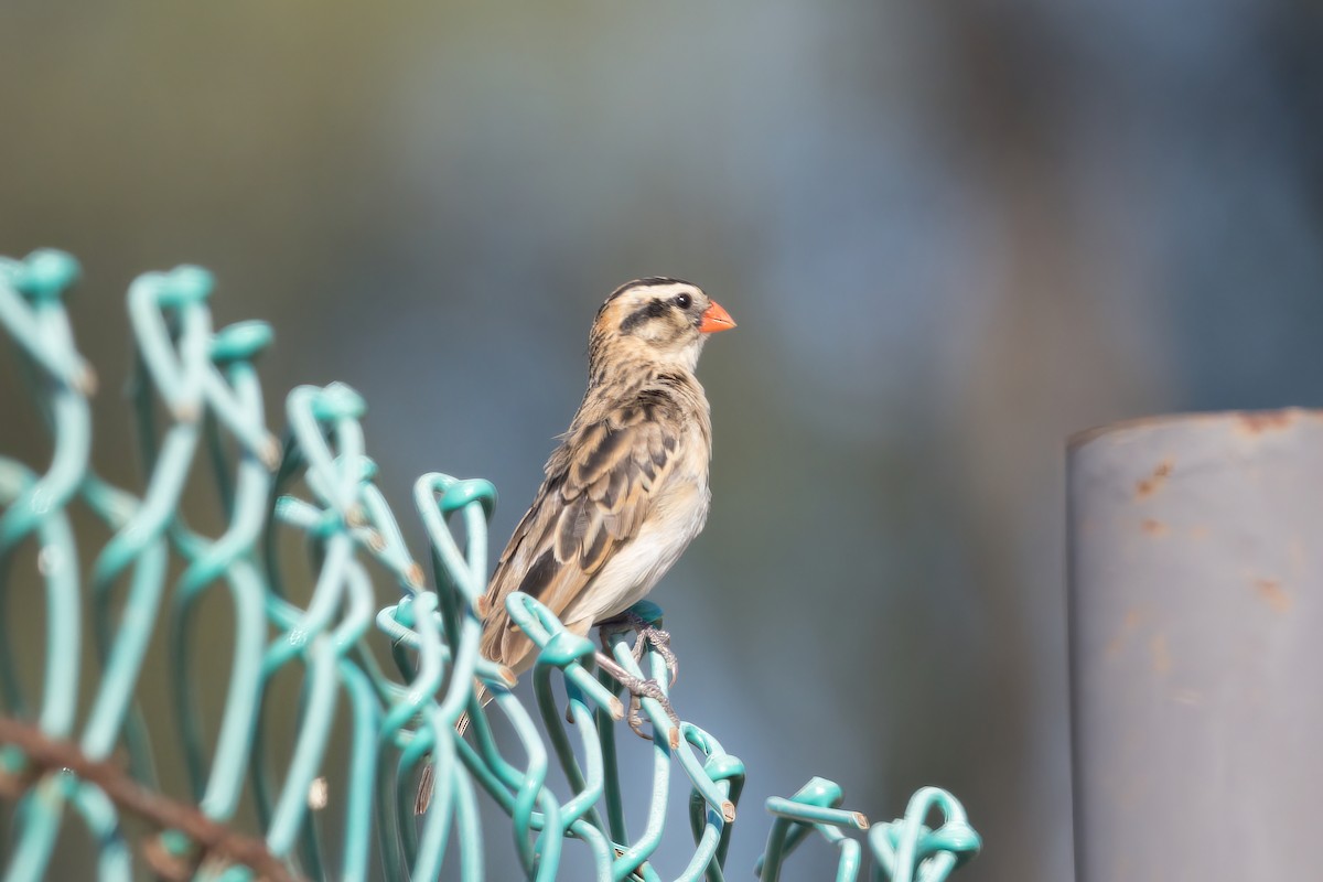 Reichenow's Seedeater - Thomas Johnson