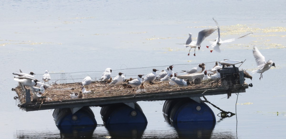 Black-headed Gull - ML619499898