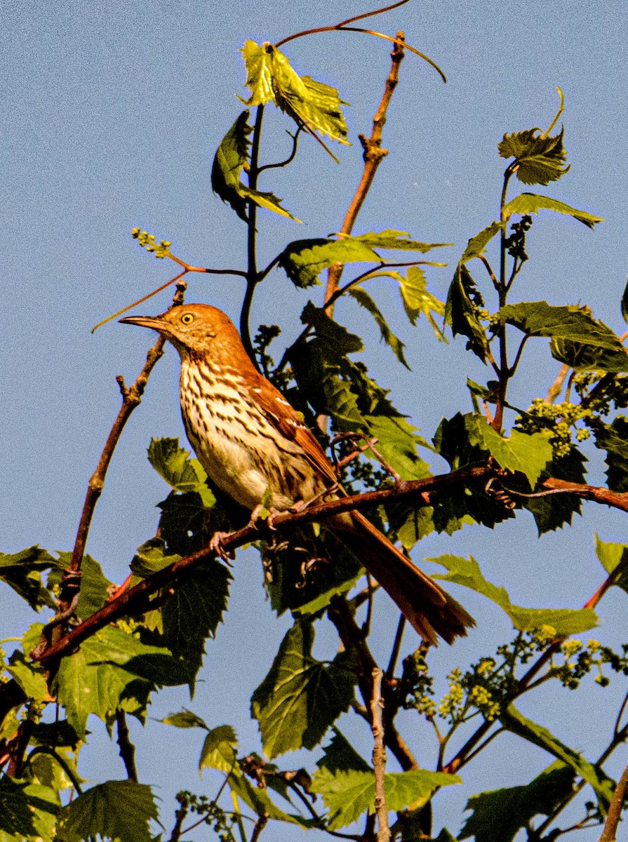 Brown Thrasher - Mike Birmingham