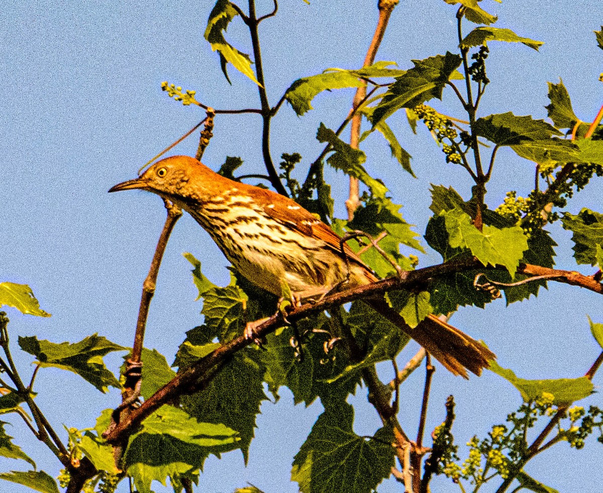 Brown Thrasher - Mike Birmingham