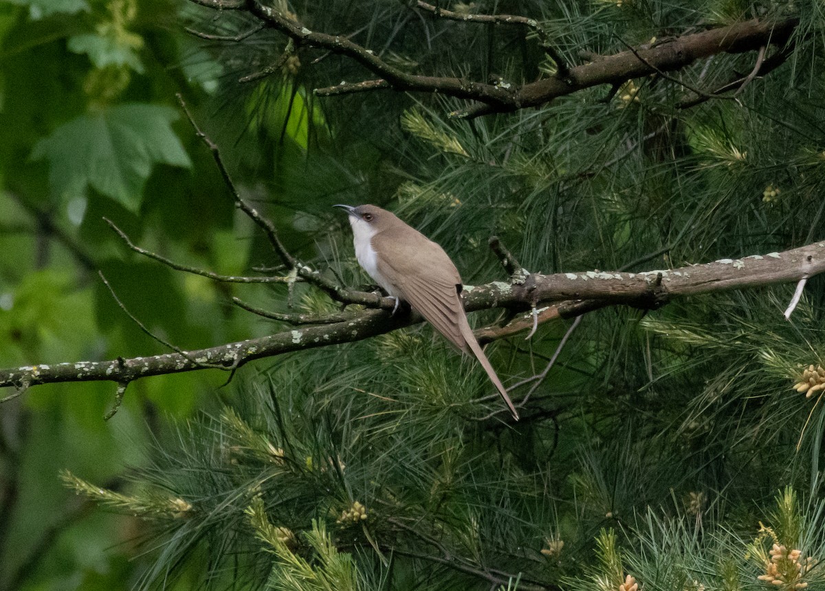 Black-billed Cuckoo - MCHL ____