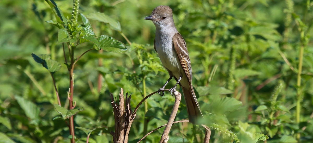 Ash-throated Flycatcher - robert bowker