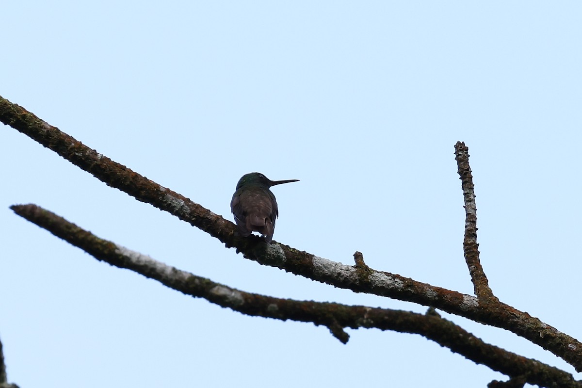 Snowy-bellied Hummingbird - Hubert Stelmach