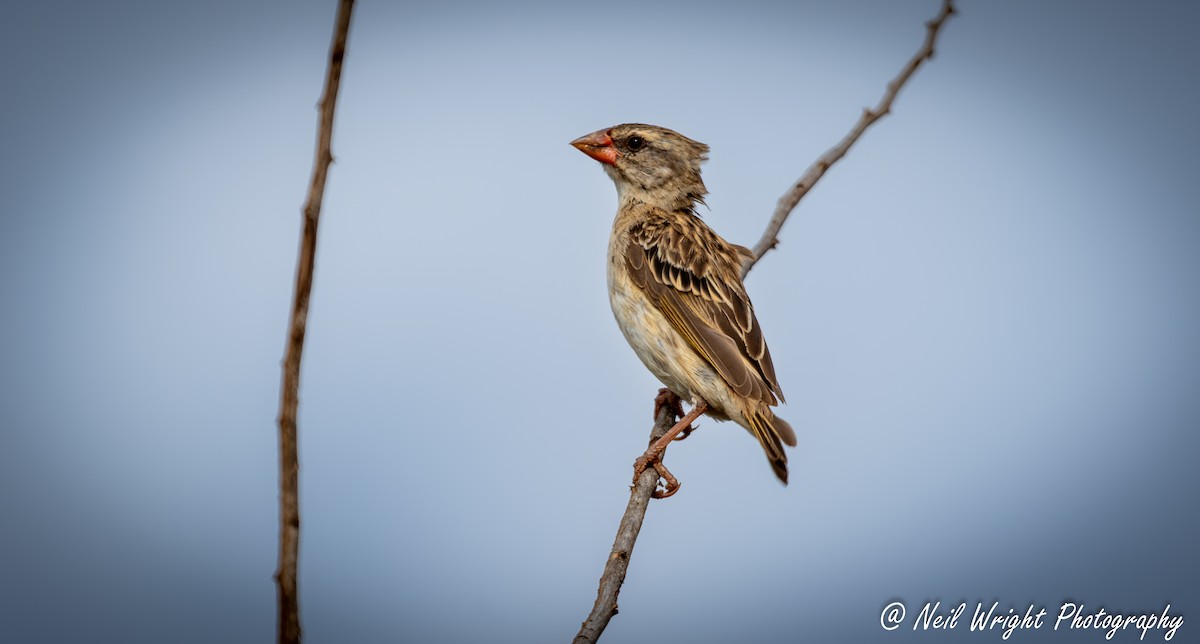 Red-billed Quelea - Neil Wright