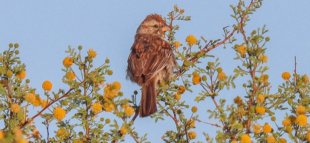 Rufous-winged Sparrow - robert bowker