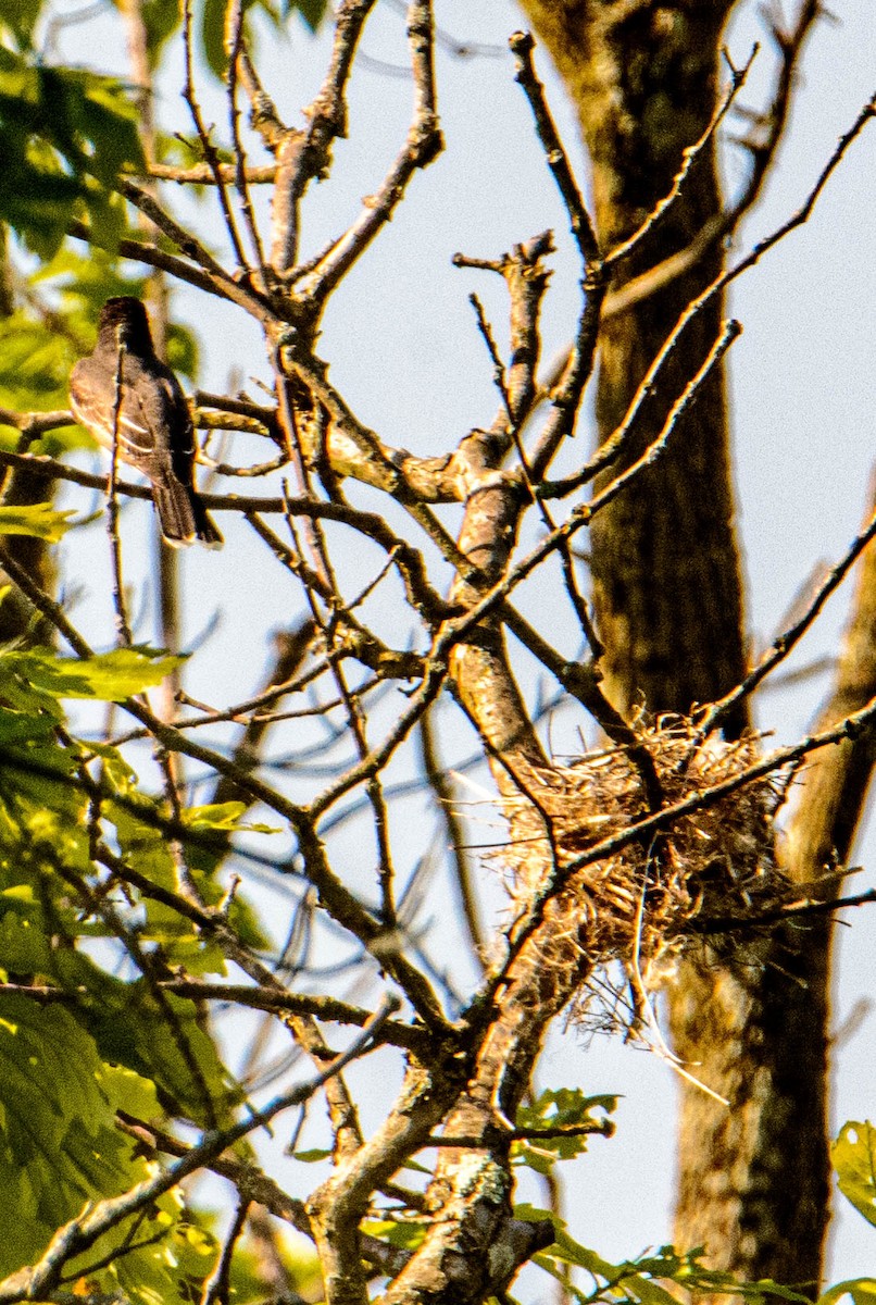 Eastern Kingbird - Mike Birmingham