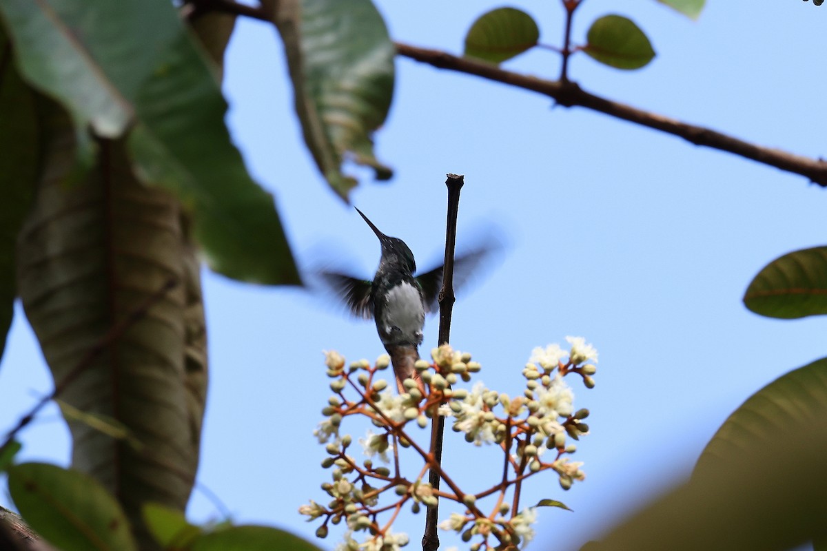 Snowy-bellied Hummingbird - Hubert Stelmach