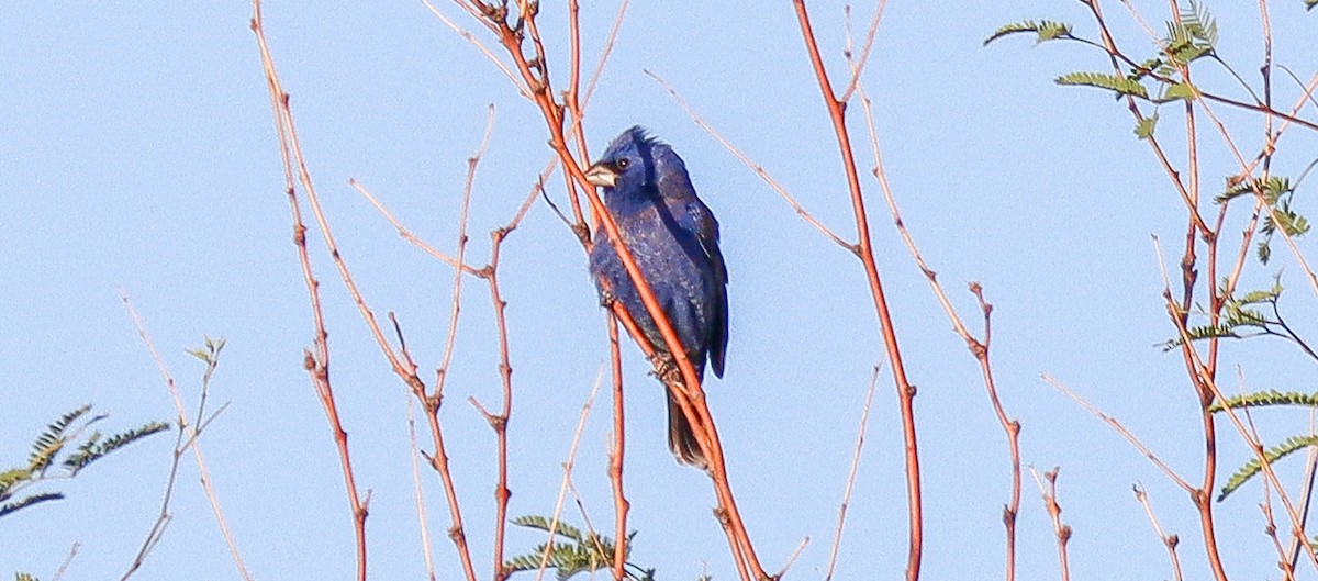 Blue Grosbeak - robert bowker