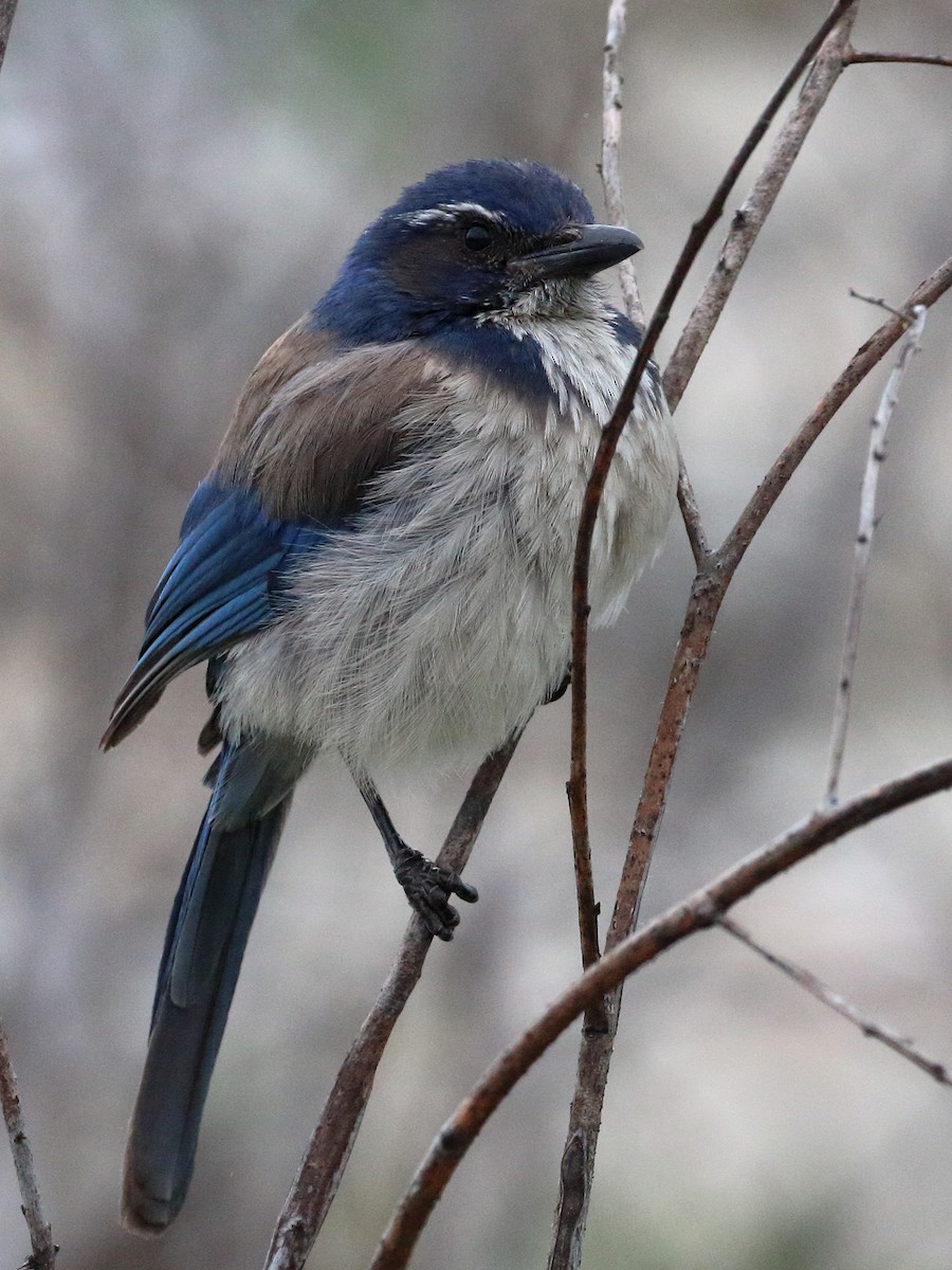 California Scrub-Jay - Jeffrey Fenwick