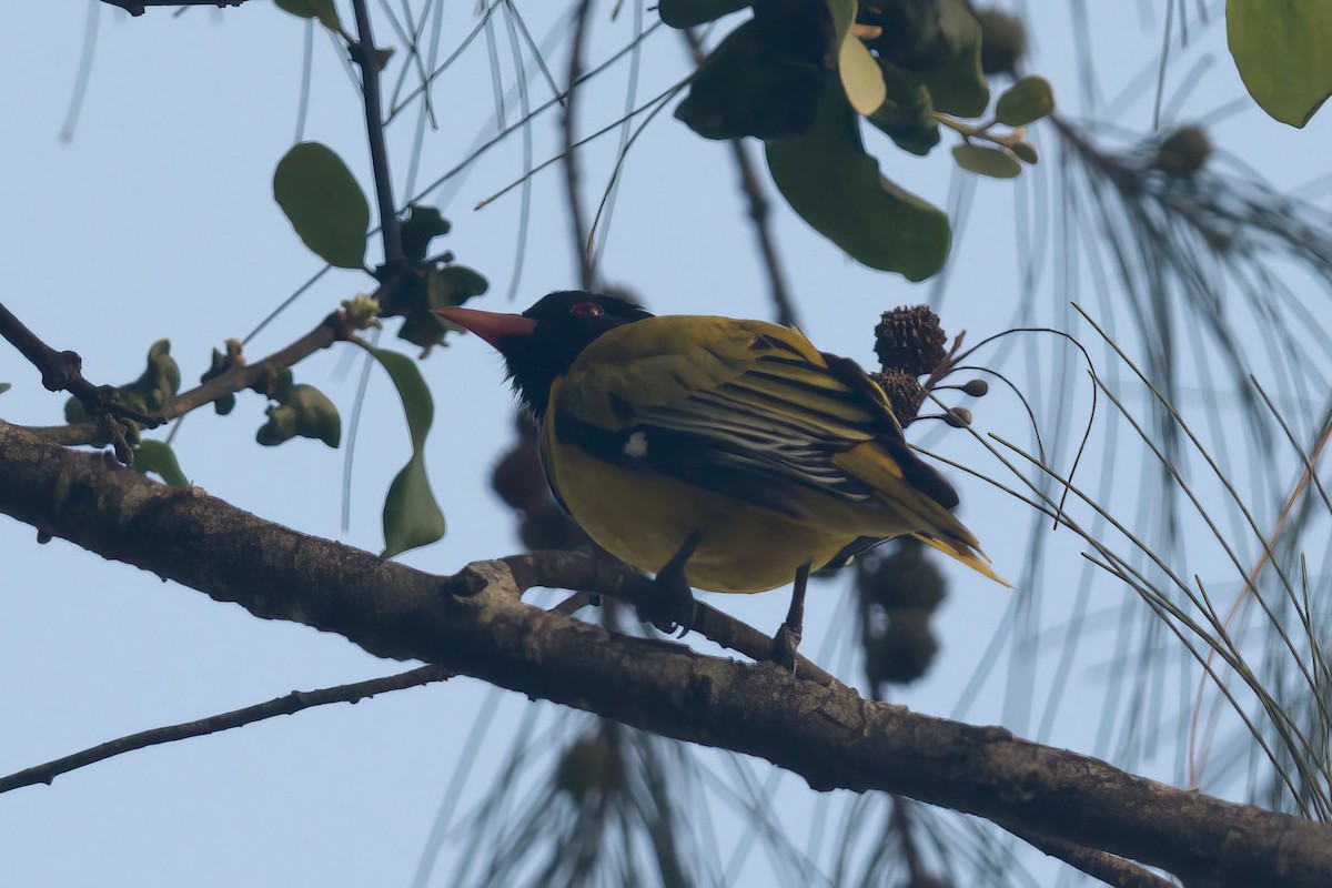 African Black-headed Oriole - Thomas Johnson