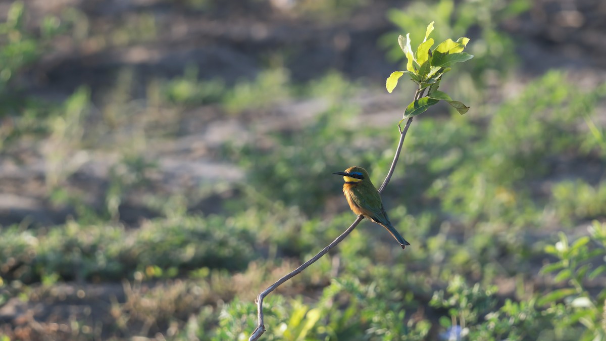 Little Bee-eater - Thomas Johnson