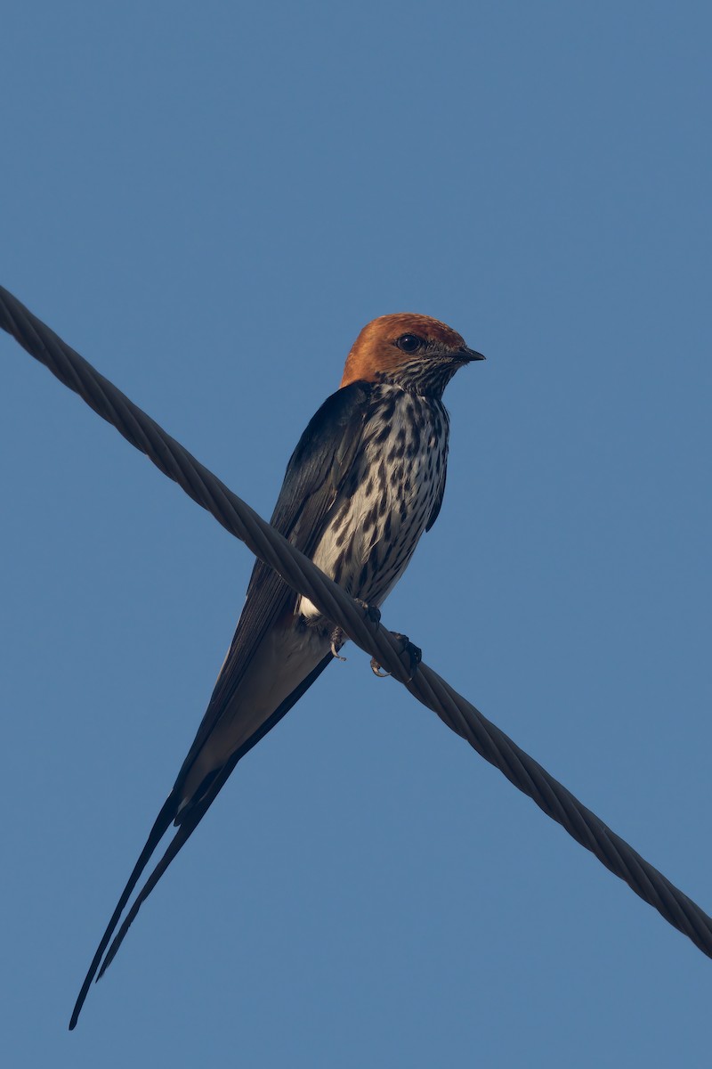 Lesser Striped Swallow - Thomas Johnson