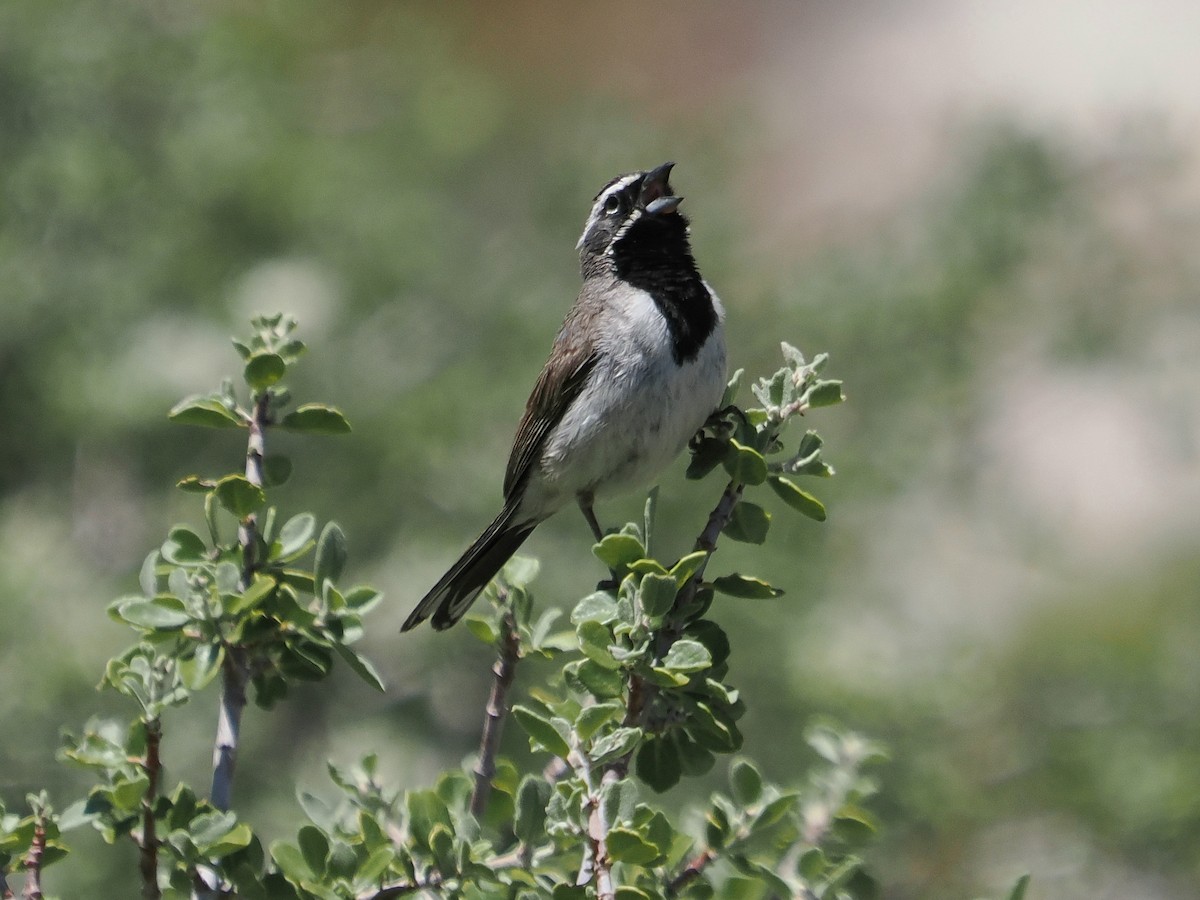 Black-throated Sparrow - Jack Wickel