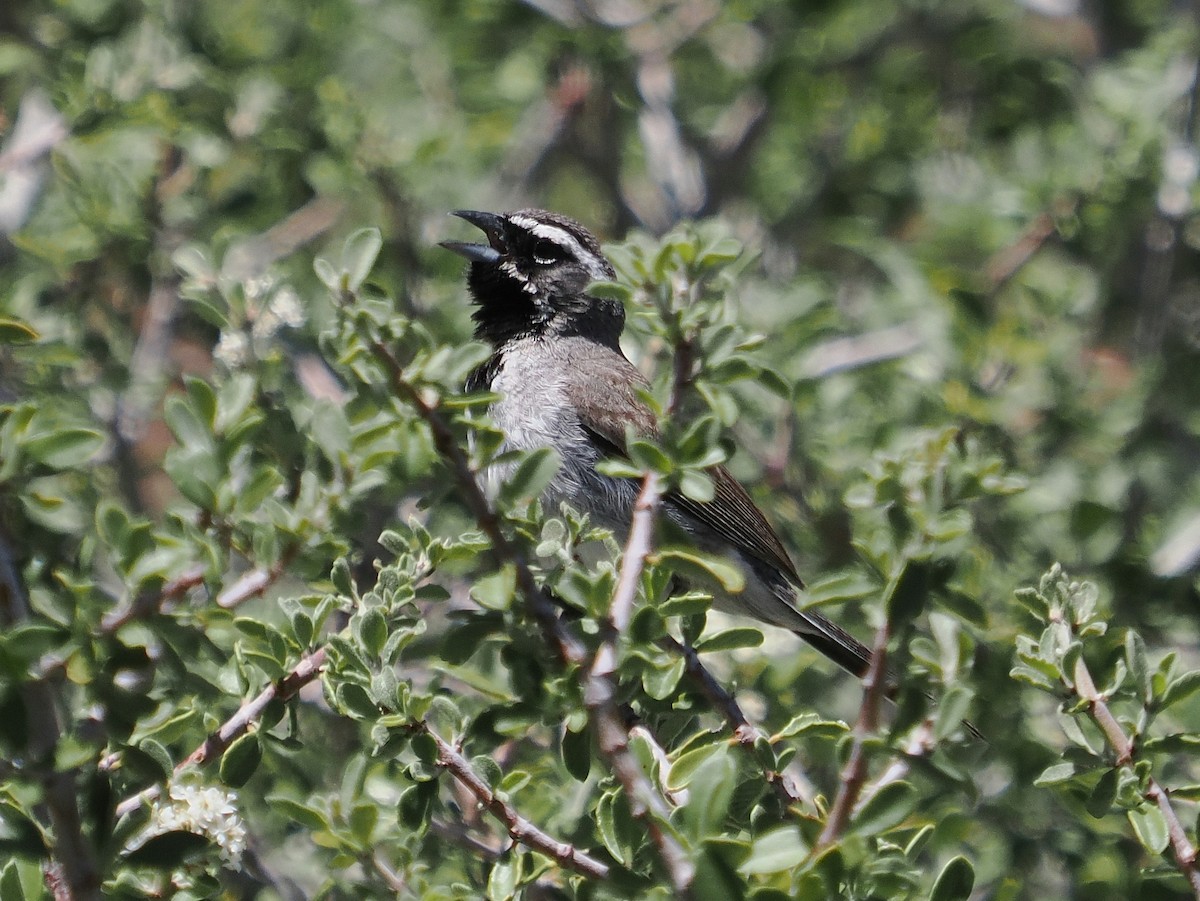 Black-throated Sparrow - Jack Wickel