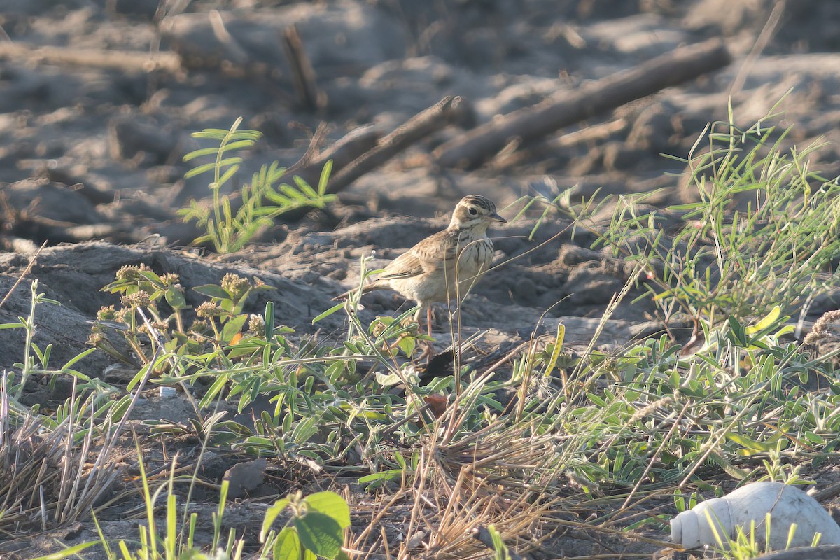 African Pipit - Thomas Johnson