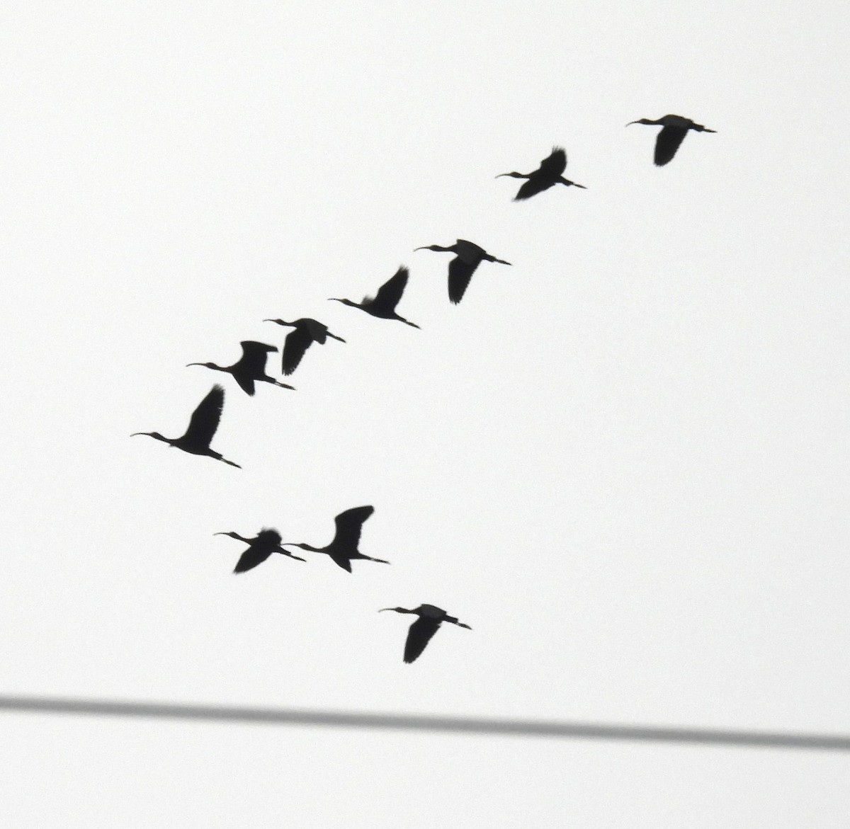 White-faced Ibis - Suzanne Odum