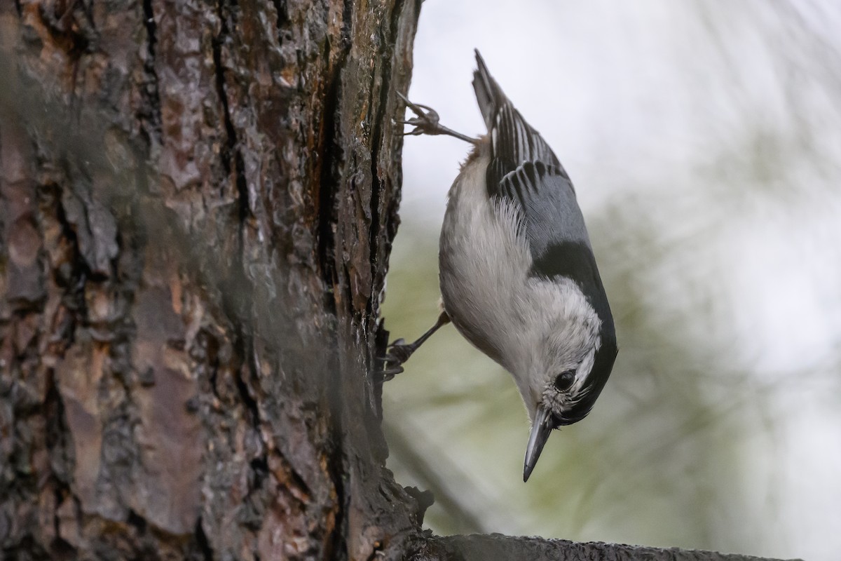 White-breasted Nuthatch - Stephen Davies