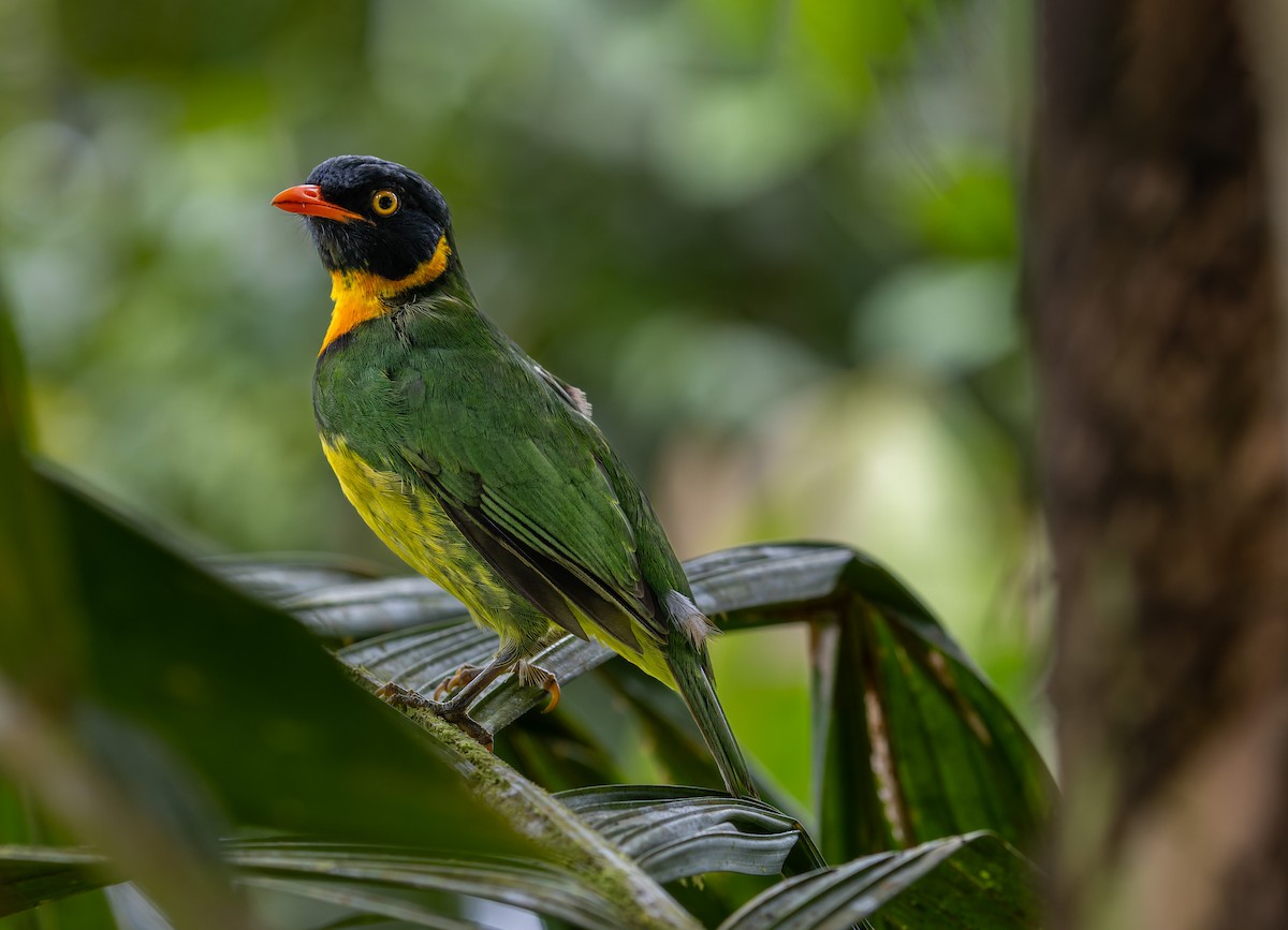 Orange-breasted Fruiteater - ML619499963