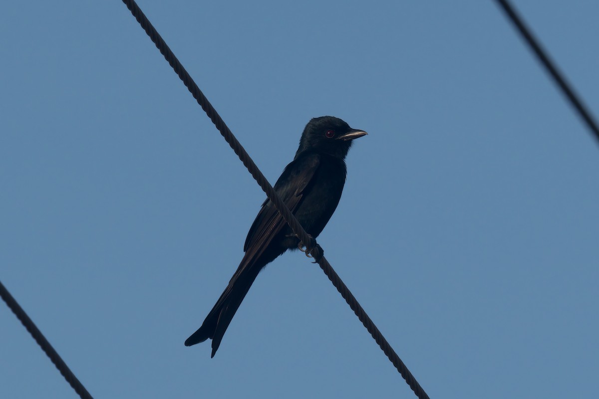 Fork-tailed Drongo - ML619499966