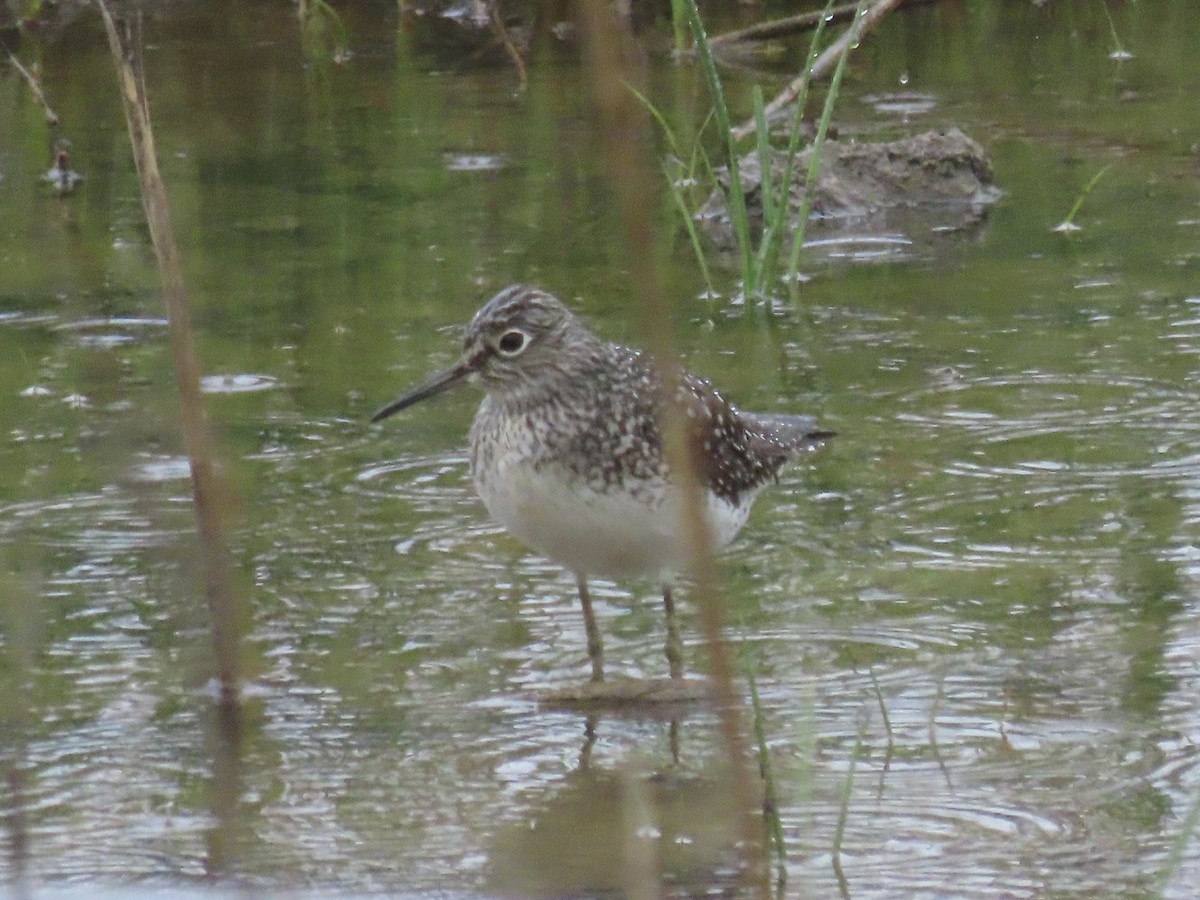 Solitary Sandpiper - Port of Baltimore