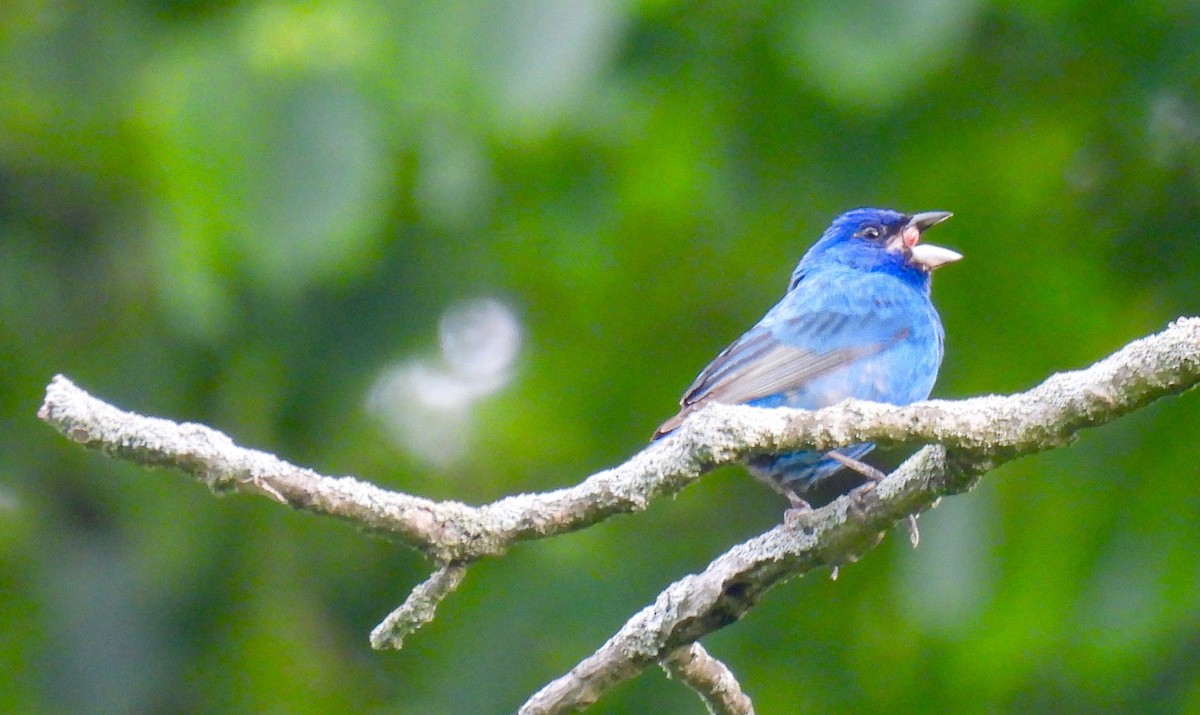 Indigo Bunting - Sue Bernstein