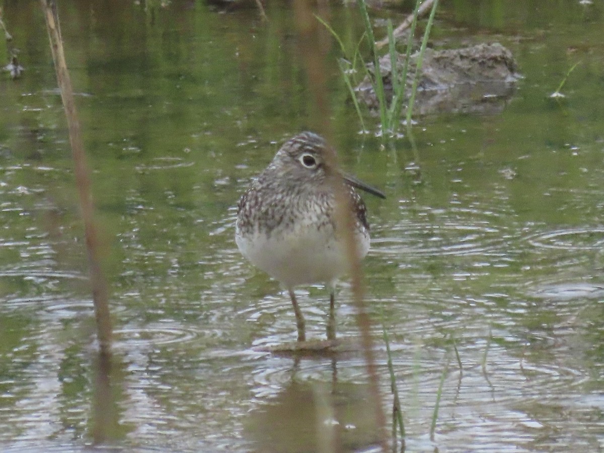 Solitary Sandpiper - Port of Baltimore