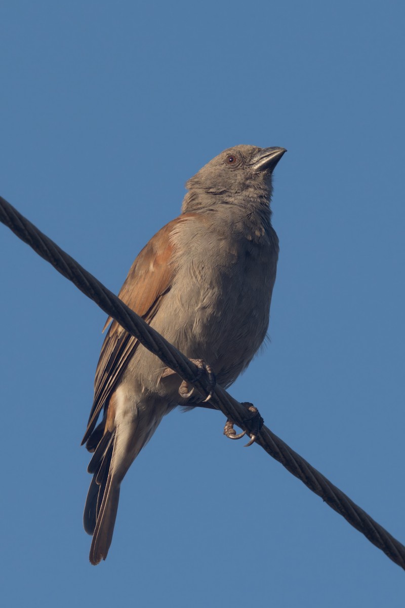 Parrot-billed Sparrow - Thomas Johnson